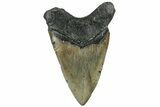 Serrated, Fossil Megalodon Tooth - North Carolina #309489-2